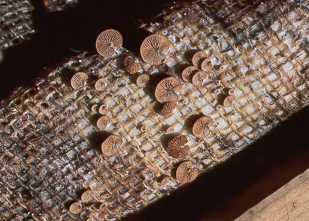 Deconica horizontalis